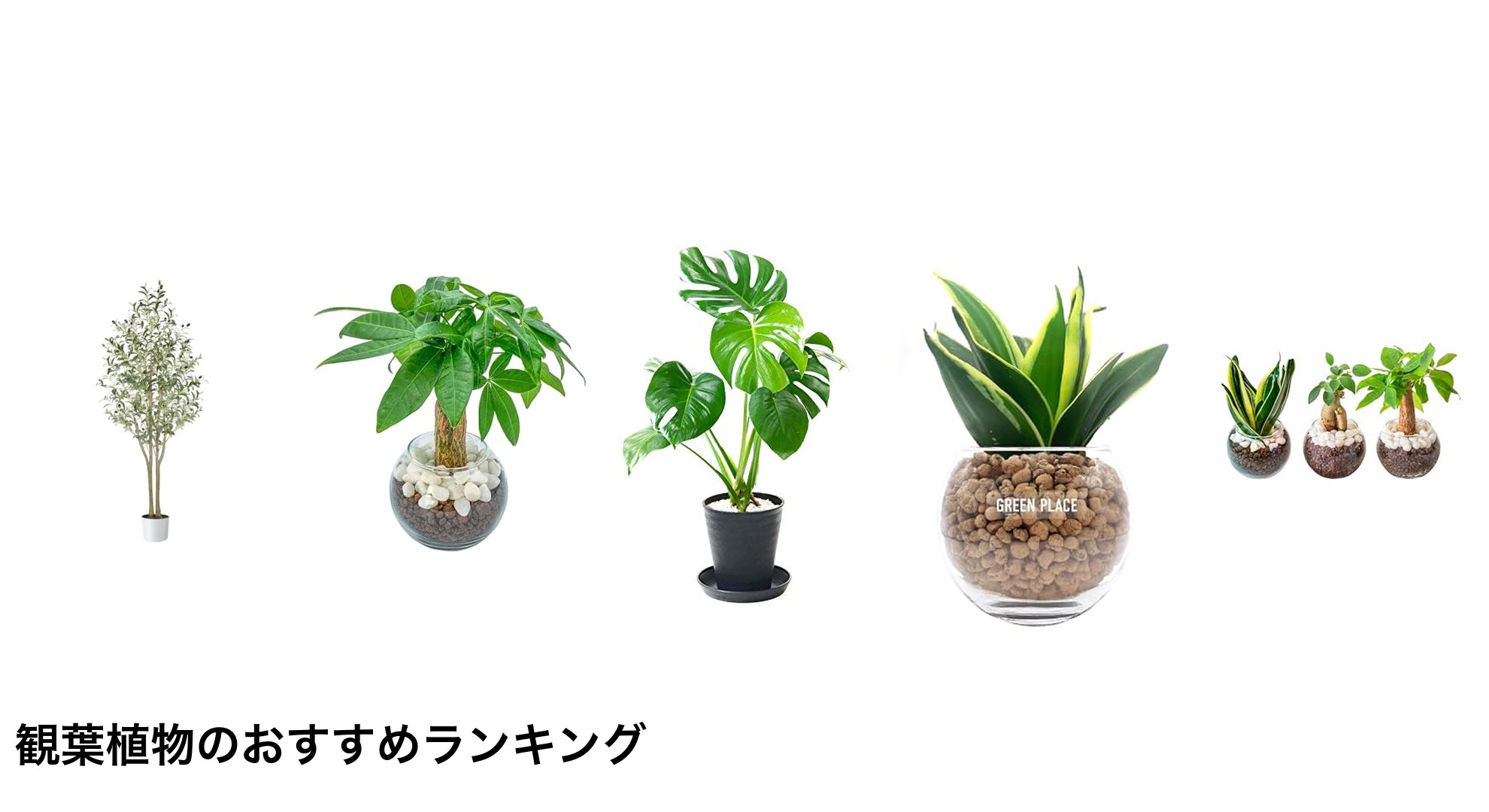 観葉植物のおすすめランキング