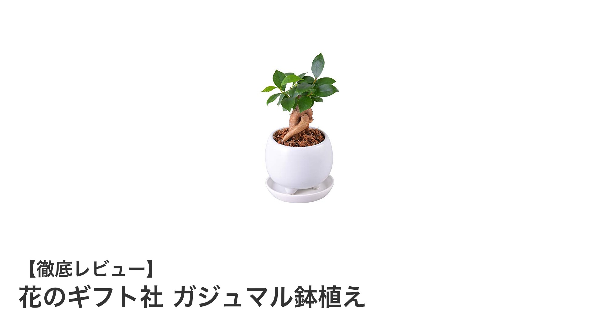幸福を呼ぶ縁起物！花のギフト社のガジュマル鉢植えで癒しの空間を手に入れよう