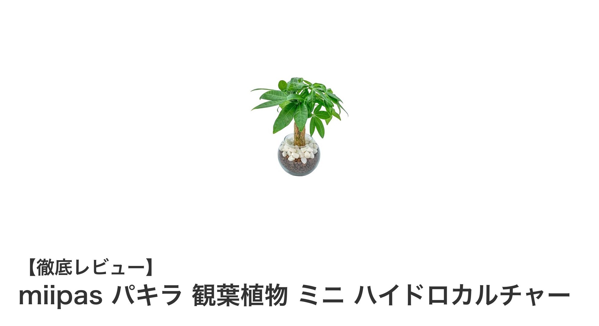 初心者に最適！おしゃれで育てやすいmiipasのパキラ観葉植物セット