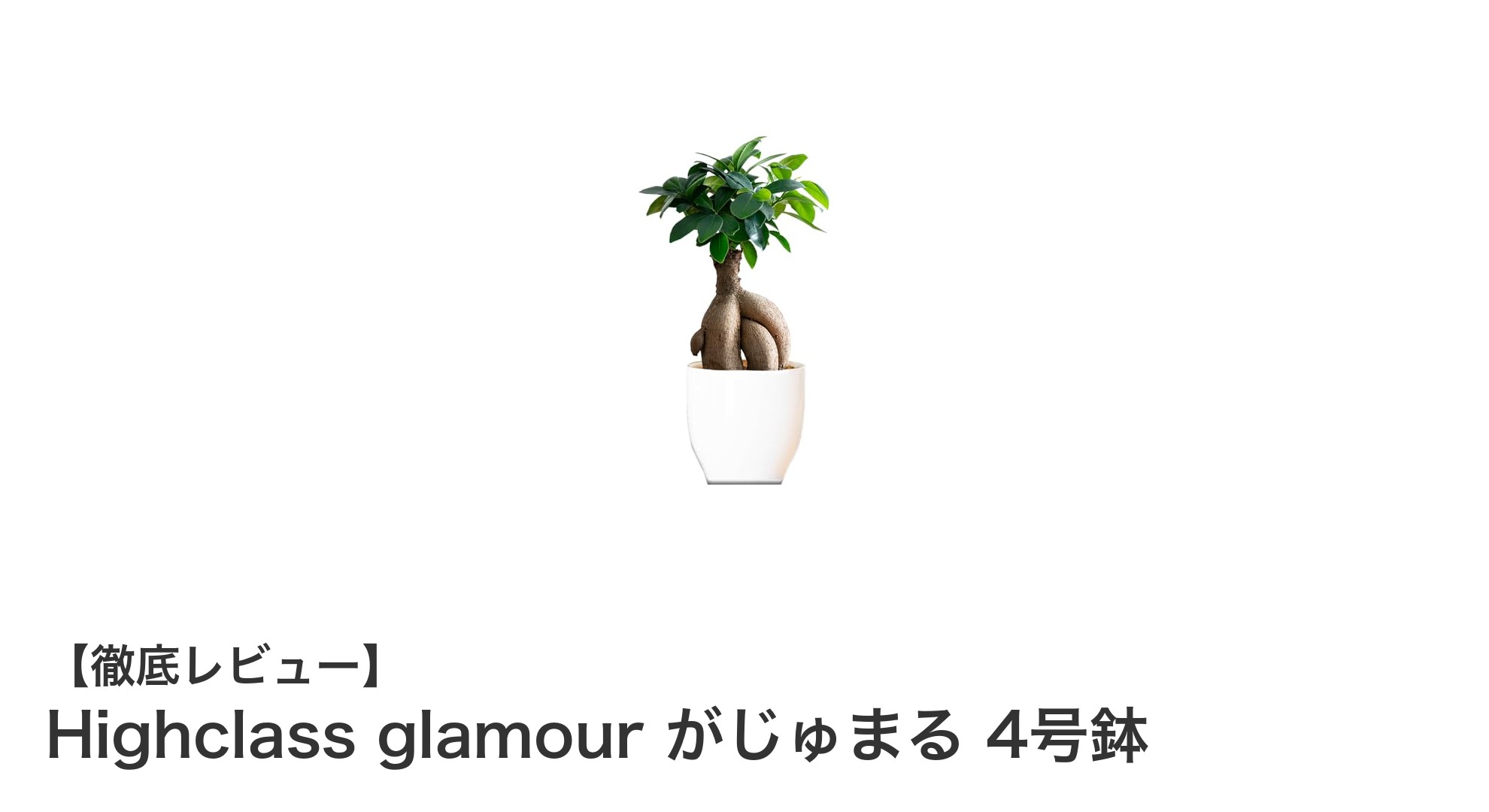 室内空間を彩る！Highclass glamour がじゅまる 4号鉢の魅力とは？