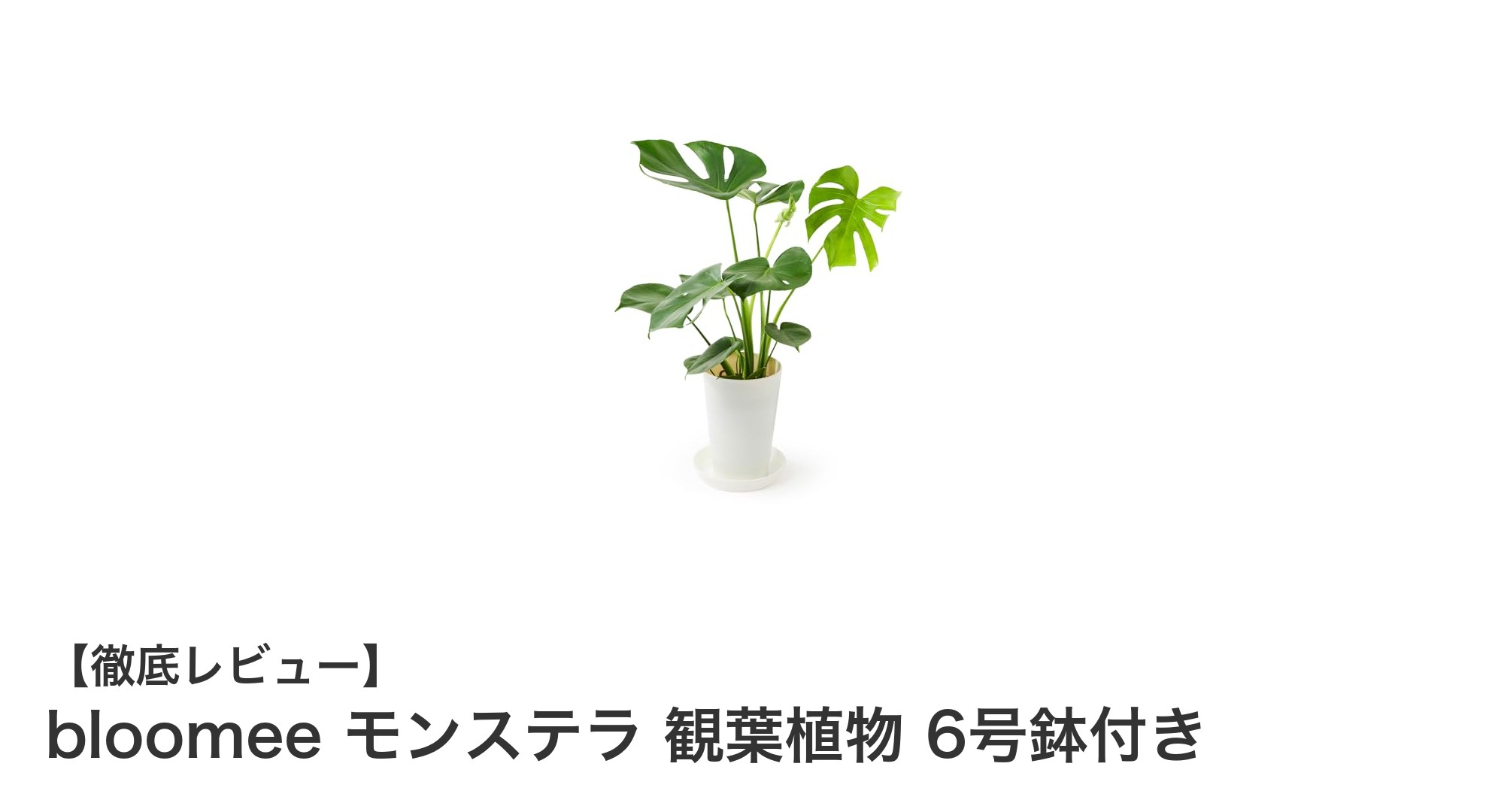 初心者でも簡単！bloomeeのモンステラでおしゃれな室内空間を演出しよう