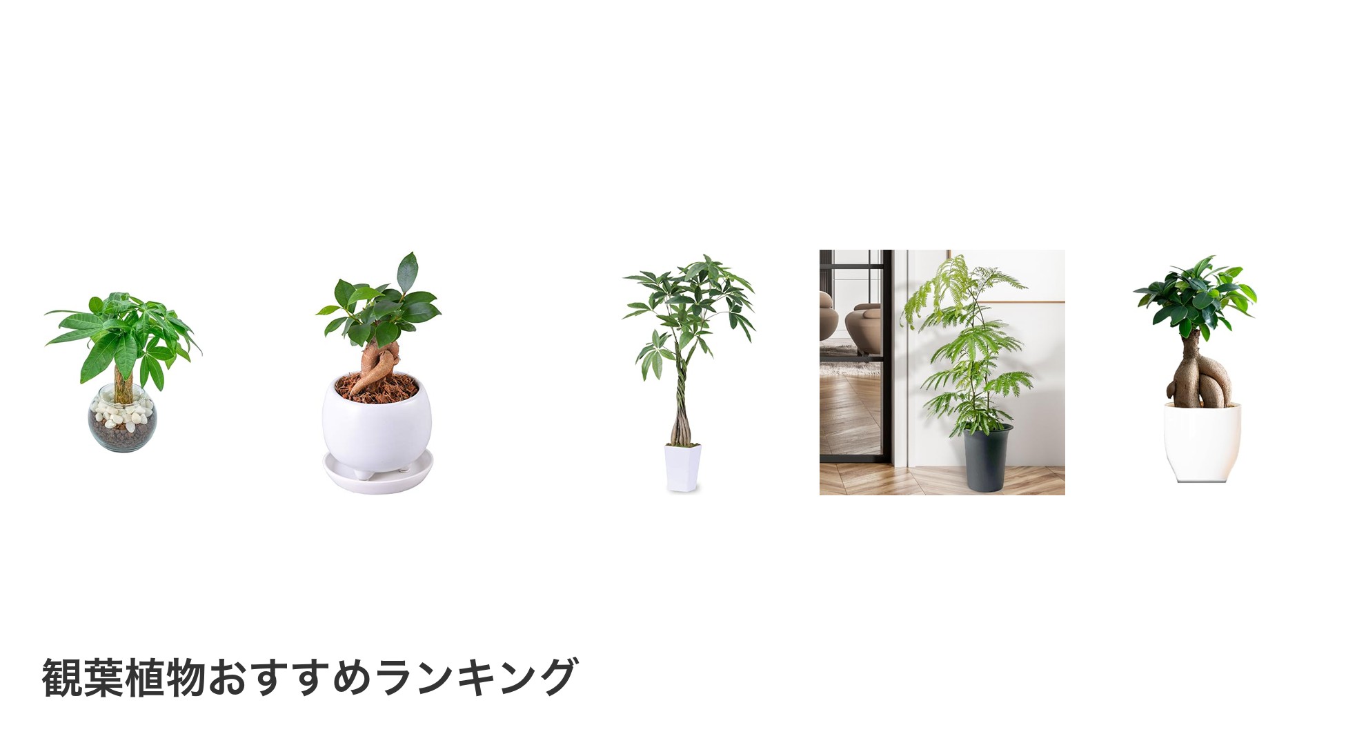 観葉植物のおすすめランキング