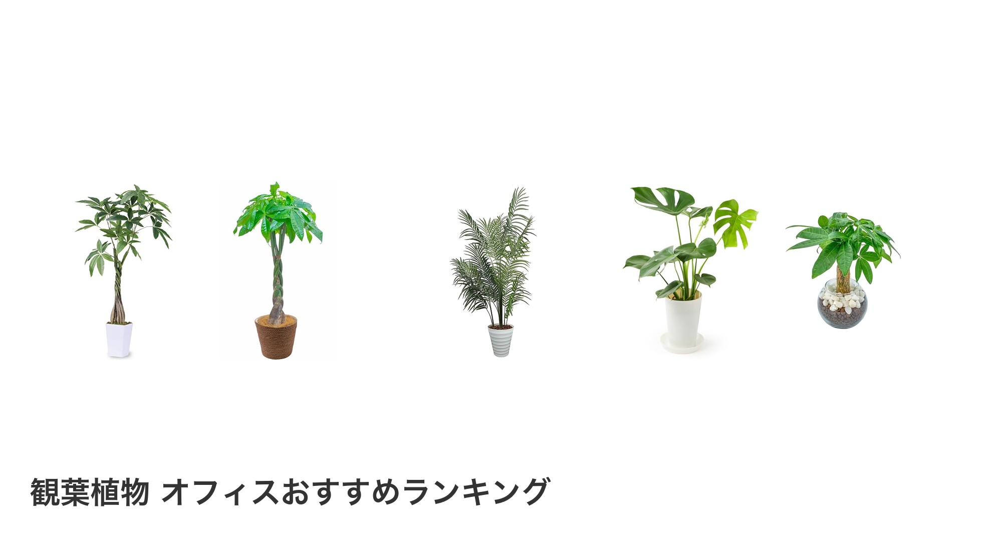 観葉植物 オフィスのおすすめランキング
