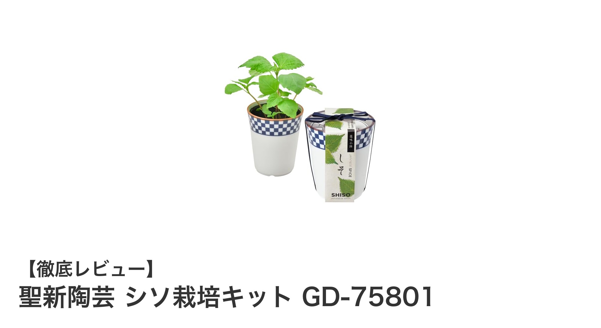 手軽に始める！聖新陶芸のシソ栽培キットで室内ガーデニングを楽しもう