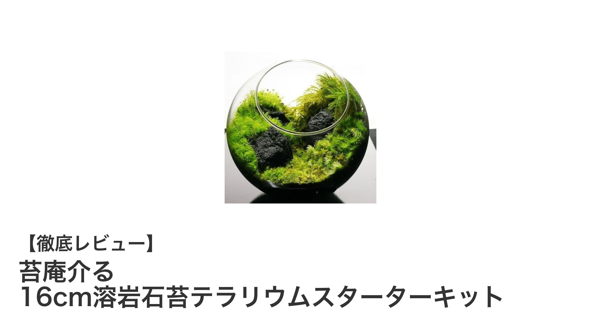 苔庵介る16cm溶岩石苔テラリウムスターターキットで自然の癒しを手軽に楽しもう