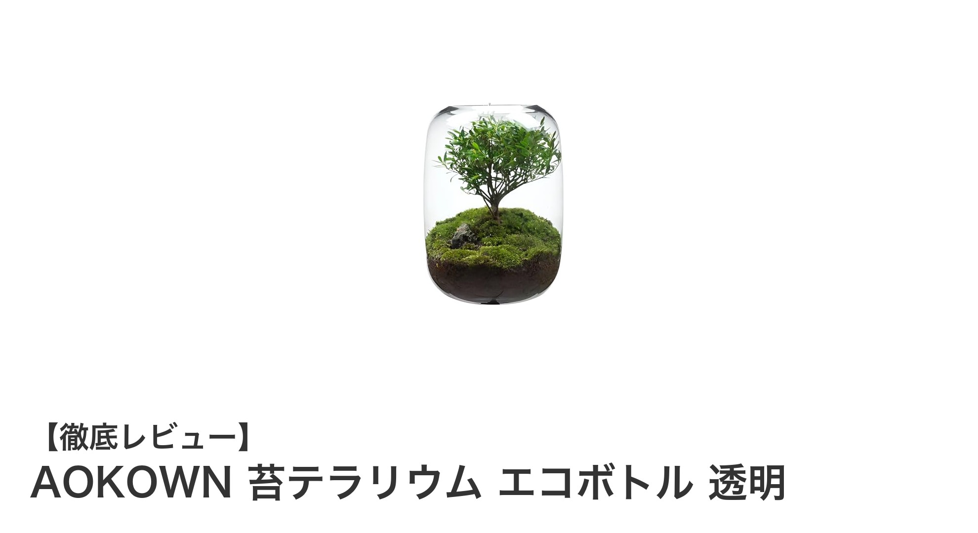 透明な美しさと手軽さが魅力のAOKOWN苔テラリウム エコボトル