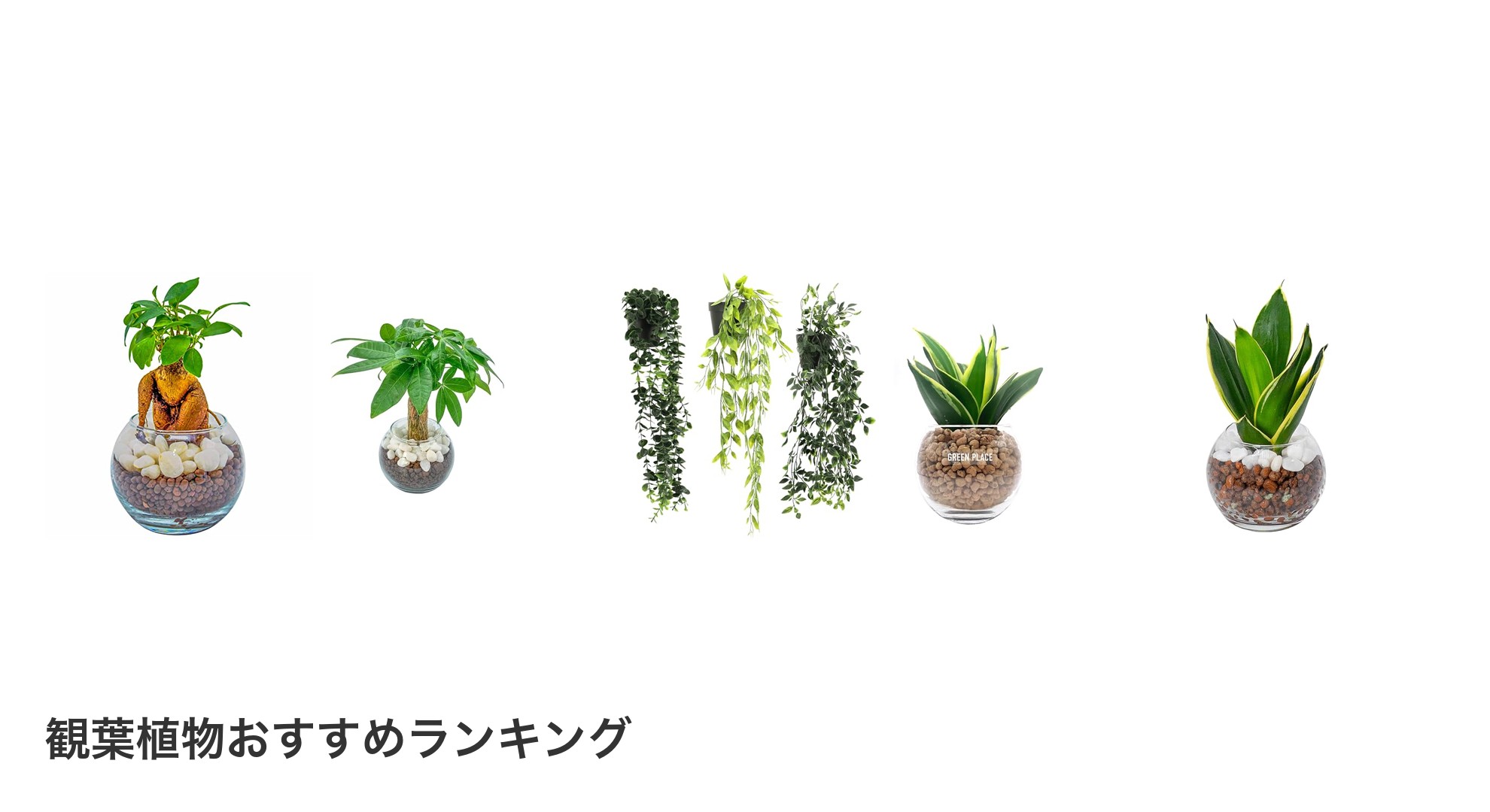 観葉植物のおすすめランキング