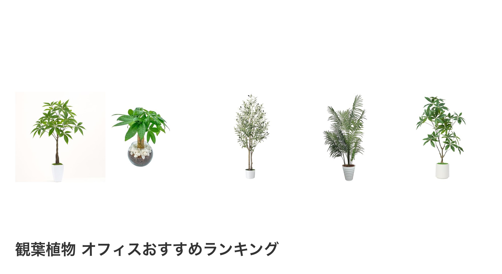 観葉植物 オフィスのおすすめランキング